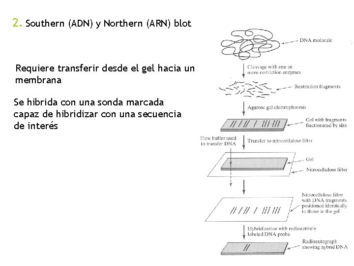 2. Southern (ADN) y Northern (ARN) blot Requiere transferir desde el gel hacia una