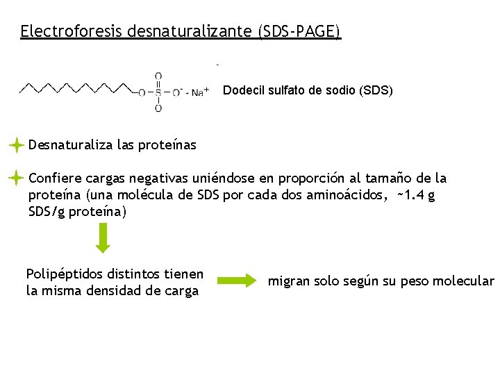 Electroforesis desnaturalizante (SDS-PAGE) Dodecil sulfato de sodio (SDS) Desnaturaliza las proteínas Confiere cargas negativas