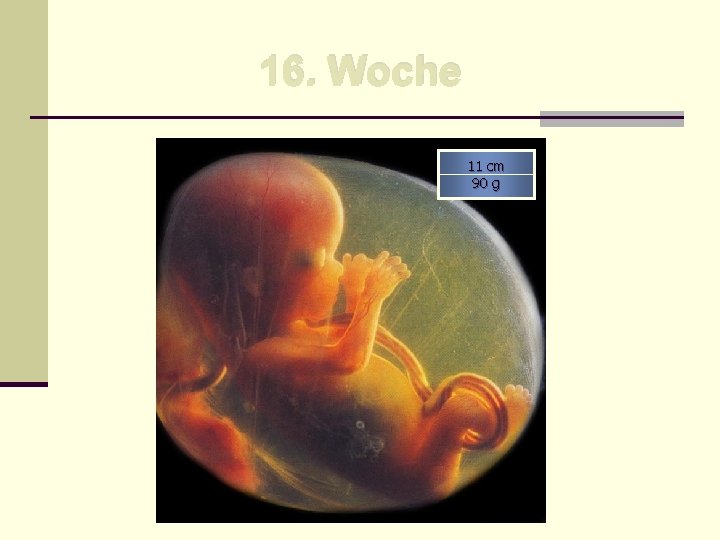 16. Woche 11 cm 90 g 