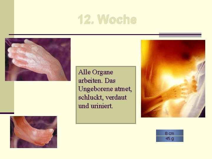 12. Woche Alle Organe arbeiten. Das Ungeborene atmet, schluckt, verdaut und uriniert. 8 cm