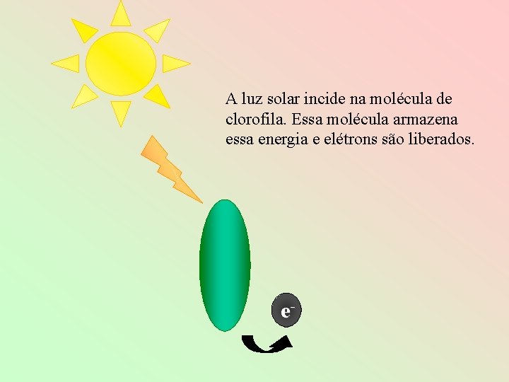 A luz solar incide na molécula de clorofila. Essa molécula armazena essa energia e