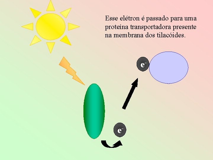 Esse elétron é passado para uma proteína transportadora presente na membrana dos tilacóides. e-