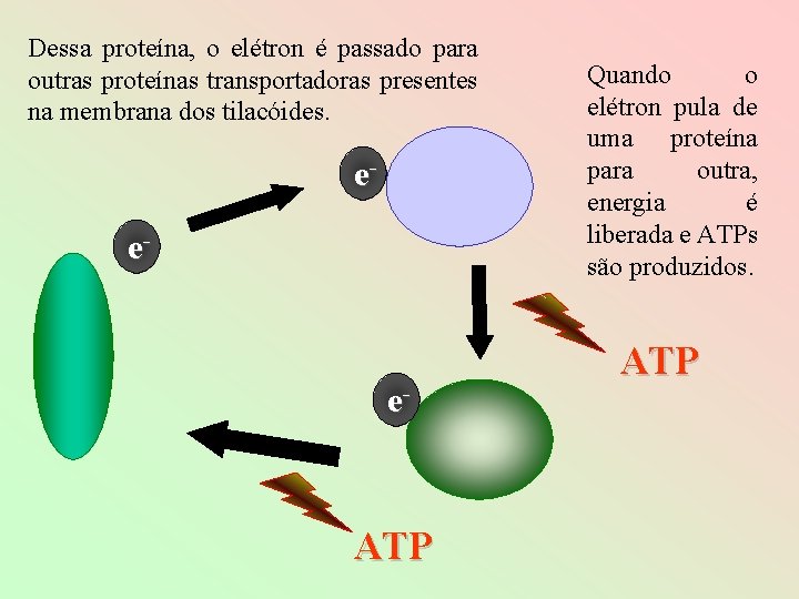 Dessa proteína, o elétron é passado para outras proteínas transportadoras presentes na membrana dos