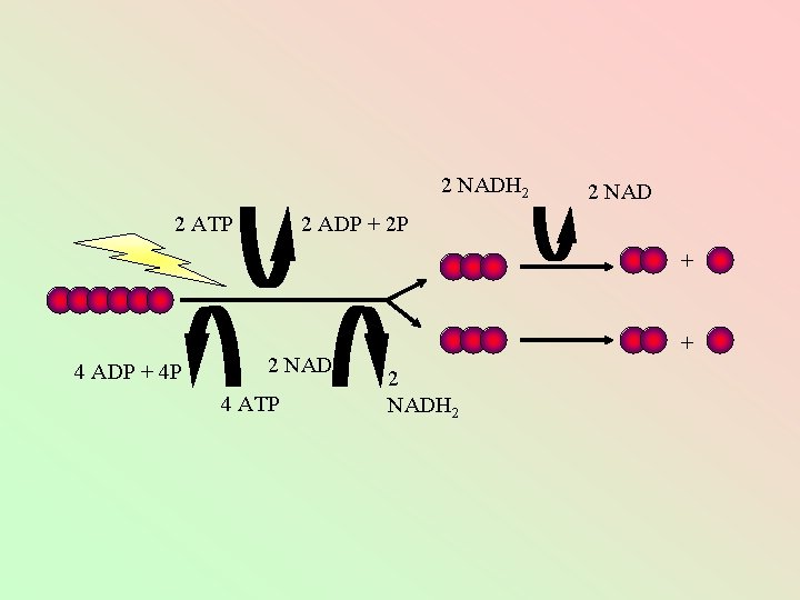 2 NADH 2 2 ATP 2 NAD 2 ADP + 2 P + 4