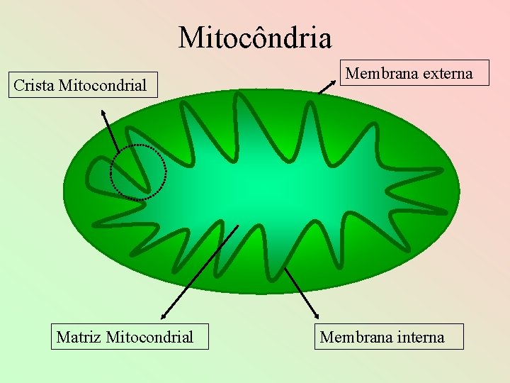 Mitocôndria Crista Mitocondrial Matriz Mitocondrial Membrana externa Membrana interna 