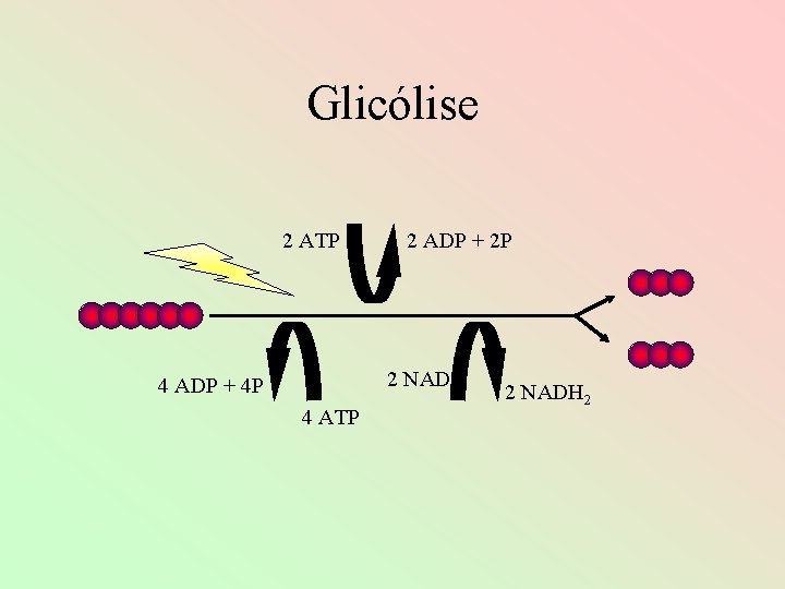 Glicólise 2 ATP 2 ADP + 2 P 2 NAD 4 ADP + 4