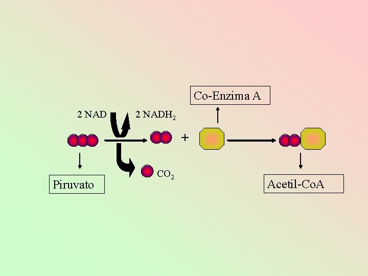 Co-Enzima A 2 NADH 2 + Piruvato CO 2 Acetil-Co. A 