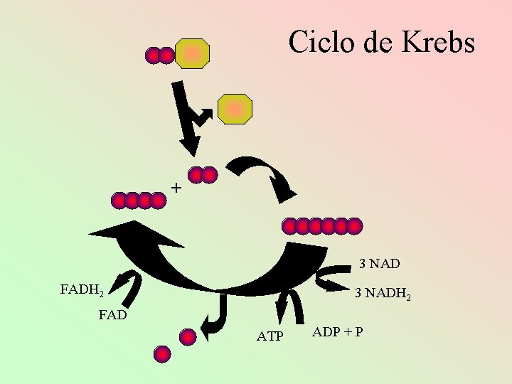 Ciclo de Krebs + 3 NAD FADH 2 3 NADH 2 FAD ATP ADP