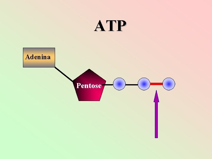 ATP Adenina Pentose 