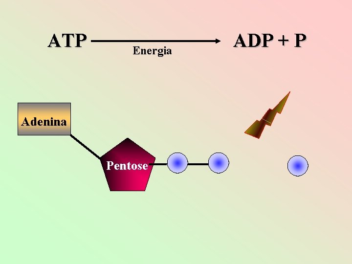 ATP Energia Adenina Pentose ADP + P 