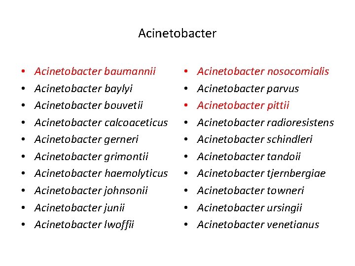 Acinetobacter • • • Acinetobacter baumannii Acinetobacter baylyi Acinetobacter bouvetii Acinetobacter calcoaceticus Acinetobacter gerneri