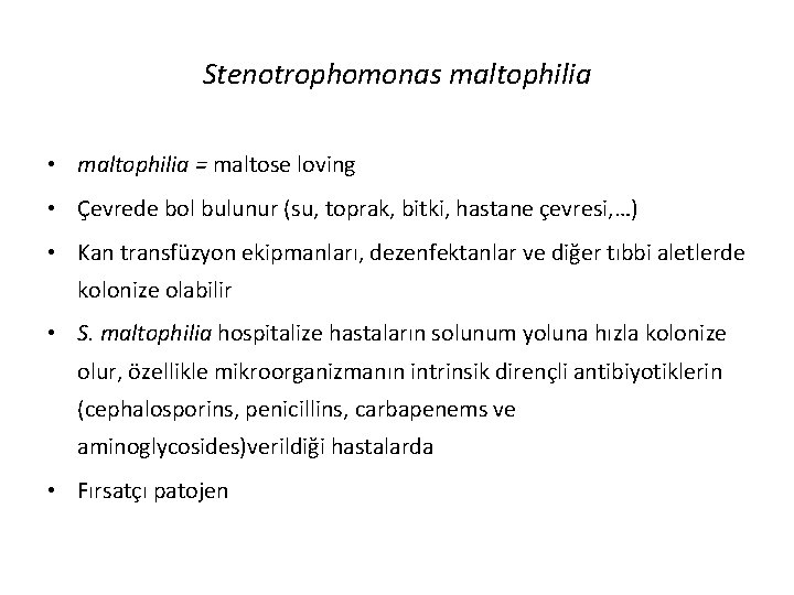 Stenotrophomonas maltophilia • maltophilia = maltose loving • Çevrede bol bulunur (su, toprak, bitki,