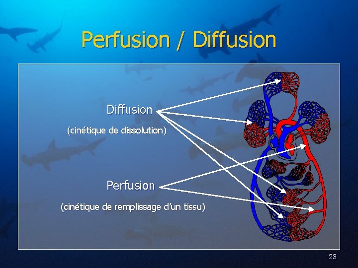 Perfusion / Diffusion (cinétique de dissolution) Perfusion (cinétique de remplissage d’un tissu) 23 