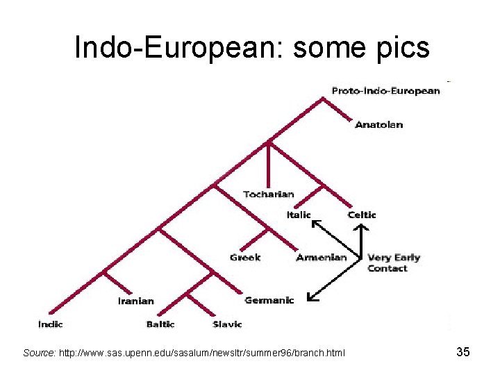 Indo-European: some pics Source: http: //www. sas. upenn. edu/sasalum/newsltr/summer 96/branch. html 35 