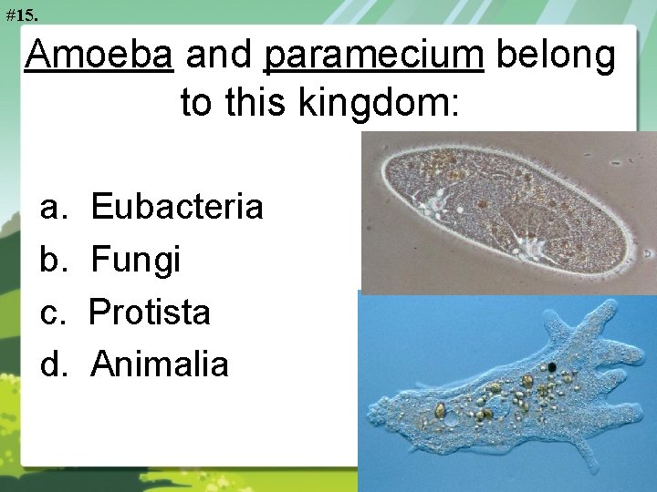 #15. Amoeba and paramecium belong to this kingdom: a. b. c. d. Eubacteria Fungi