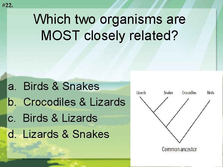 #22. Which two organisms are MOST closely related? a. b. c. d. Birds &