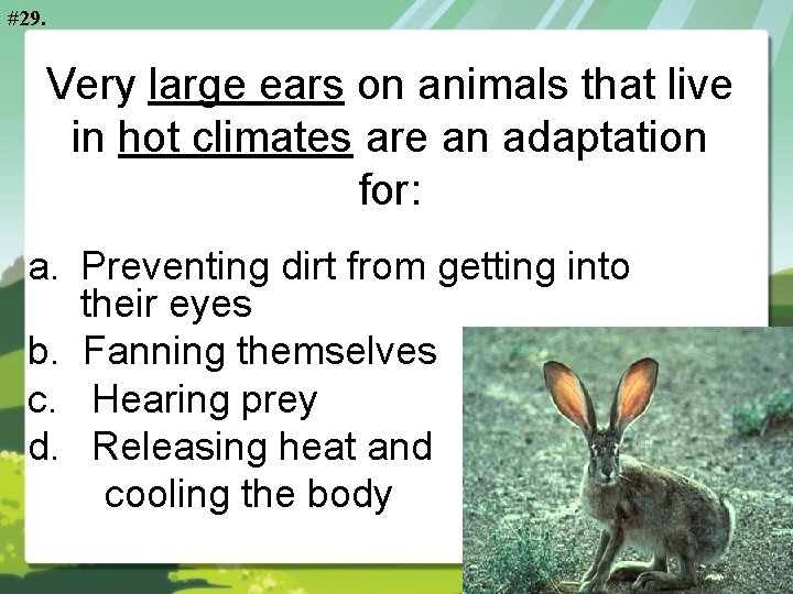 #29. Very large ears on animals that live in hot climates are an adaptation
