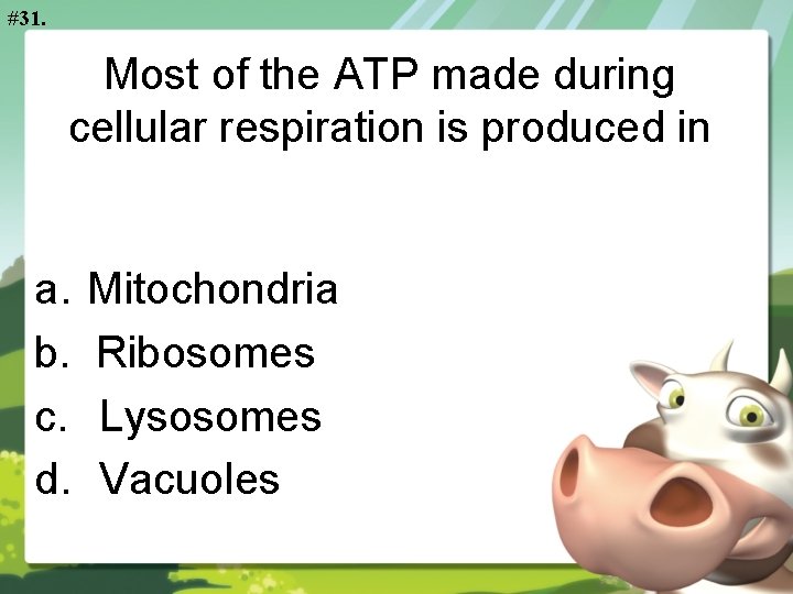 #31. Most of the ATP made during cellular respiration is produced in a. b.