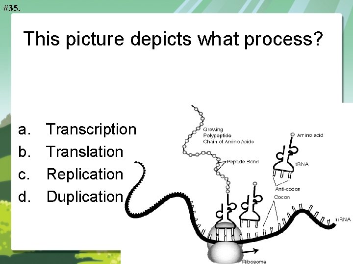 #35. This picture depicts what process? a. b. c. d. Transcription Translation Replication Duplication