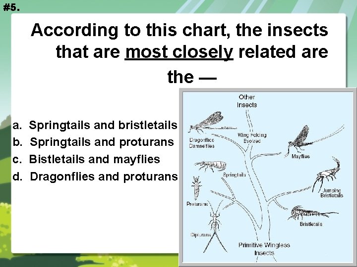 #5. According to this chart, the insects that are most closely related are the
