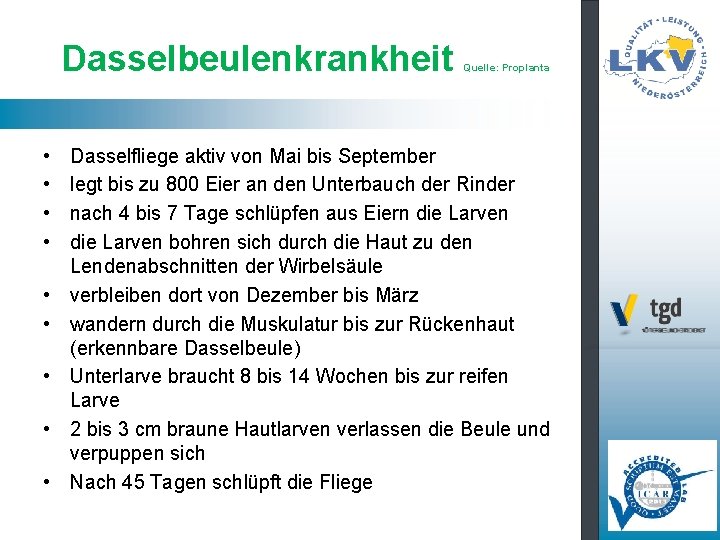 Dasselbeulenkrankheit • • • Quelle: Proplanta Dasselfliege aktiv von Mai bis September legt bis