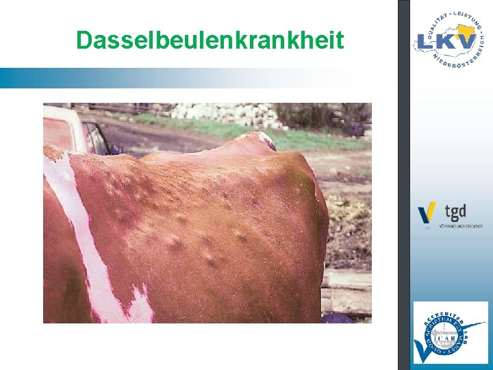 Dasselbeulenkrankheit 