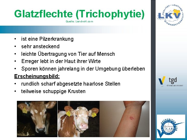 Glatzflechte (Trichophytie) Quelle: Landwirt. com • ist eine Pilzerkrankung • sehr ansteckend • leichte