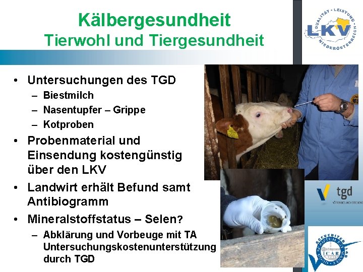 Kälbergesundheit Tierwohl und Tiergesundheit • Untersuchungen des TGD – Biestmilch – Nasentupfer – Grippe