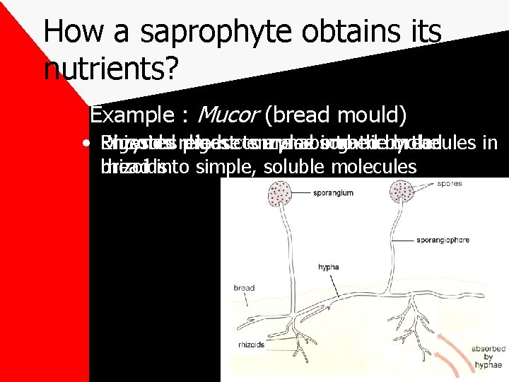 How a saprophyte obtains its nutrients? Example : Mucor (bread mould) • Enzymes Digested