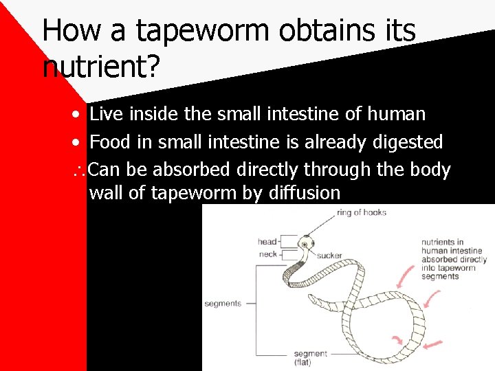 How a tapeworm obtains its nutrient? • Live inside the small intestine of human