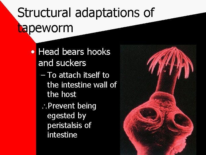 Structural adaptations of tapeworm • Head bears hooks and suckers – To attach itself