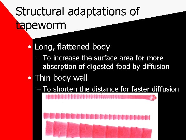 Structural adaptations of tapeworm • Long, flattened body – To increase the surface area