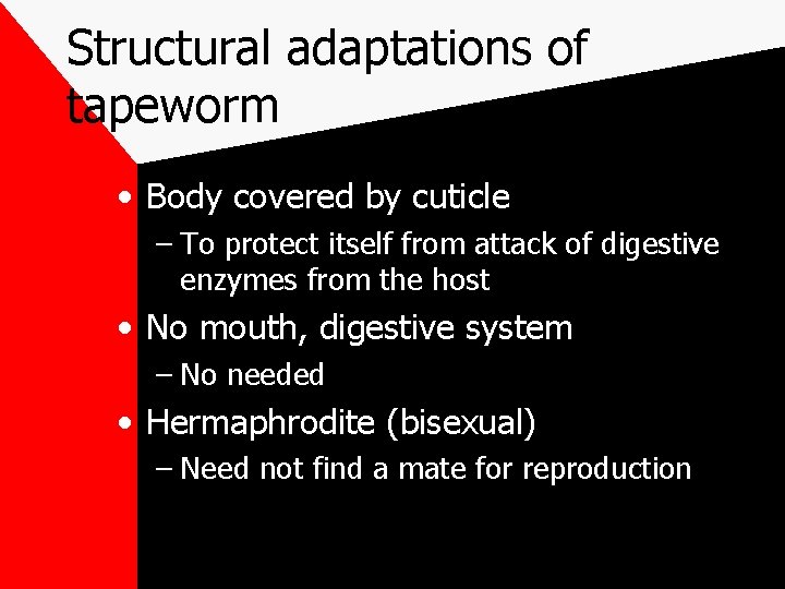 Structural adaptations of tapeworm • Body covered by cuticle – To protect itself from