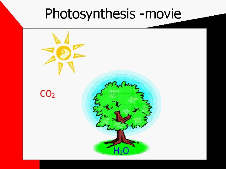 Photosynthesis -movie 