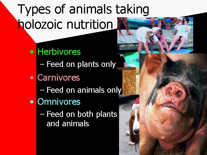 Types of animals taking holozoic nutrition • Herbivores – Feed on plants only •