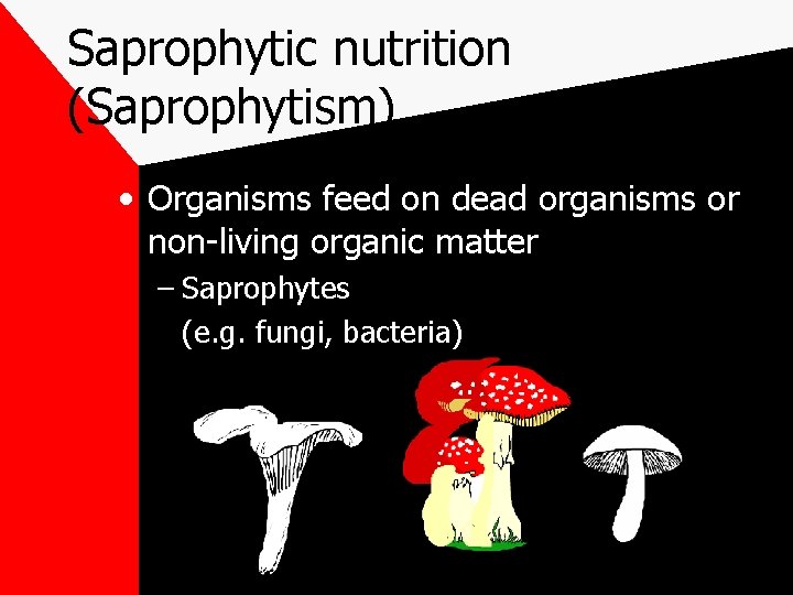 Saprophytic nutrition (Saprophytism) • Organisms feed on dead organisms or non-living organic matter –