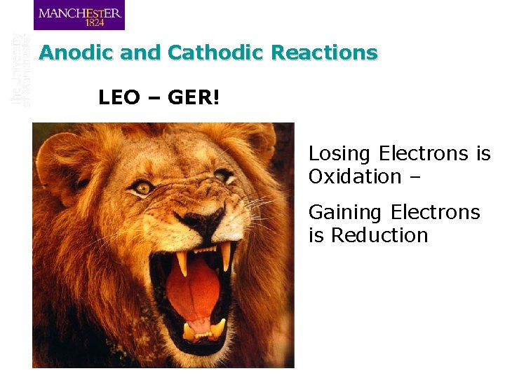 Anodic and Cathodic Reactions LEO – GER! Losing Electrons is Oxidation – Gaining Electrons