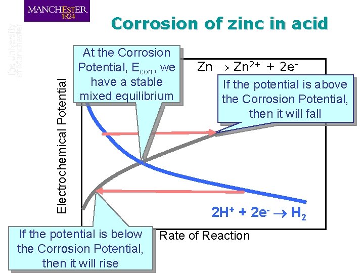 Electrochemical Potential Corrosion of zinc in acid At the Corrosion Potential, Ecorr, we have