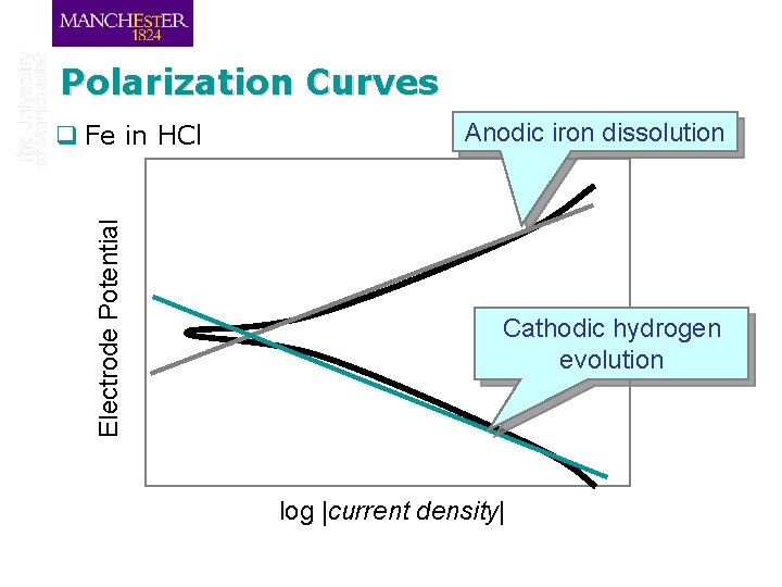 Polarization Curves Electrode Potential q Fe in HCl Anodic iron dissolution Cathodic hydrogen evolution
