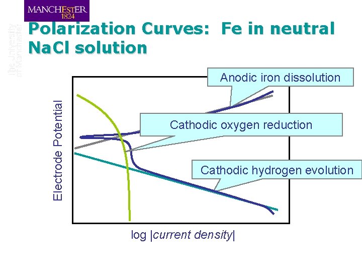 Polarization Curves: Fe in neutral Na. Cl solution Electrode Potential Anodic iron dissolution Cathodic