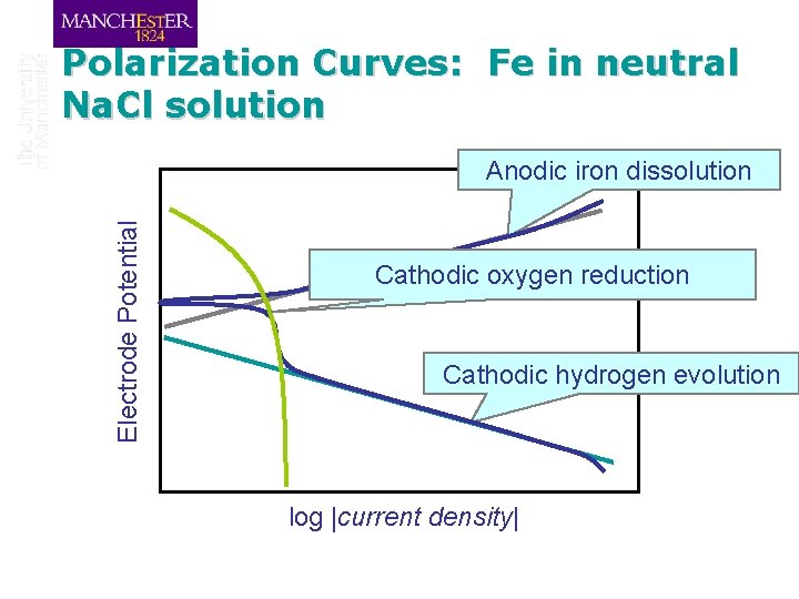 Polarization Curves: Fe in neutral Na. Cl solution Electrode Potential Anodic iron dissolution Cathodic