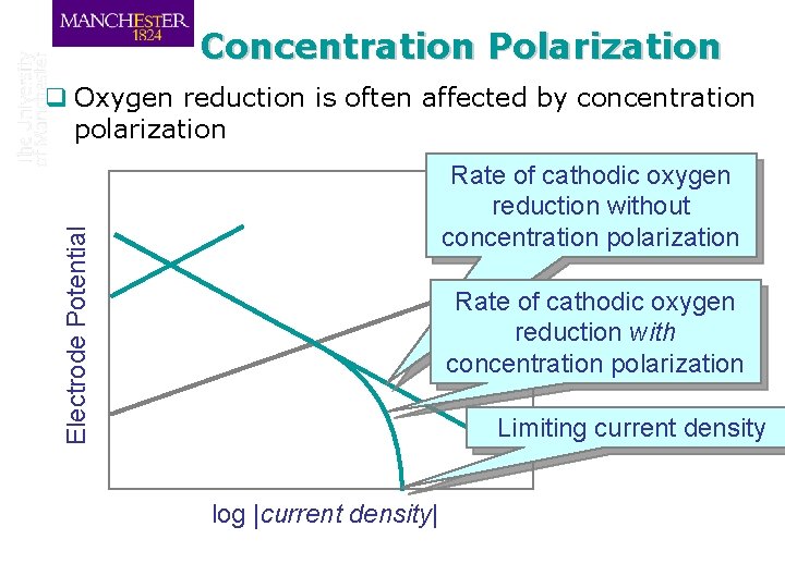 Concentration Polarization q Oxygen reduction is often affected by concentration polarization Electrode Potential Rate