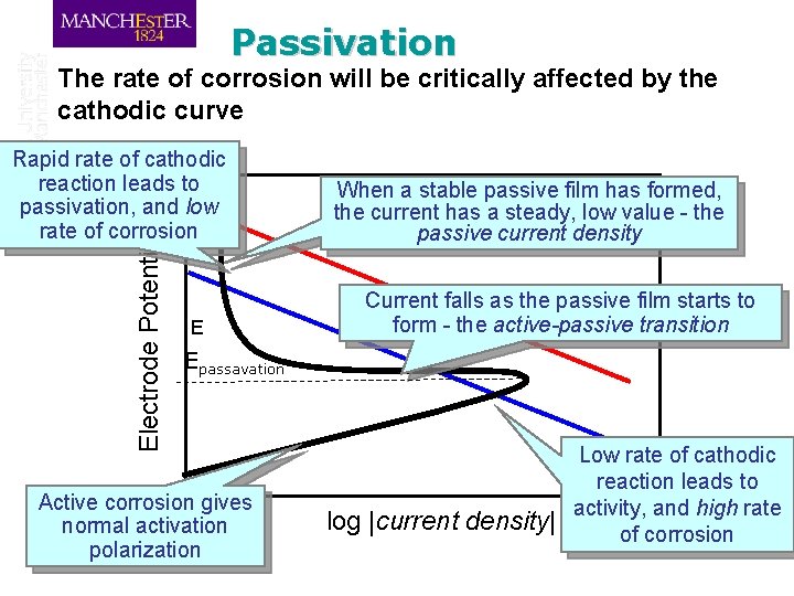 Passivation The rate of corrosion will be critically affected by the cathodic curve Electrode