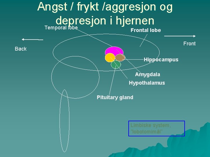 Angst / frykt /aggresjon og depresjon i hjernen Temporal lobe Front Back Hippocampus Amygdala