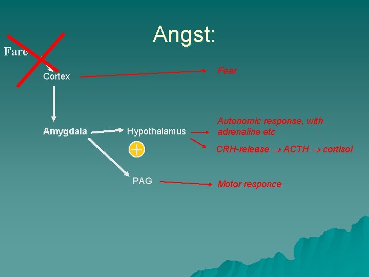 Angst: Fare Fear Cortex Amygdala Hypothalamus Autonomic response, with adrenaline etc + CRH-release ACTH