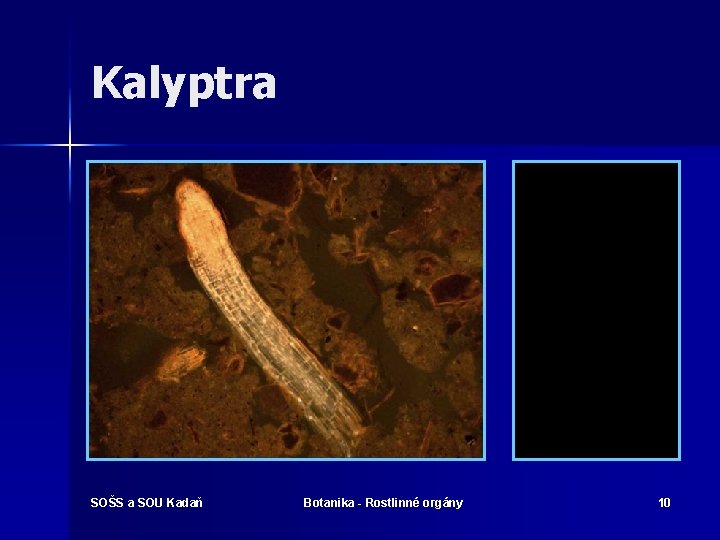 Kalyptra SOŠS a SOU Kadaň Botanika - Rostlinné orgány 10 