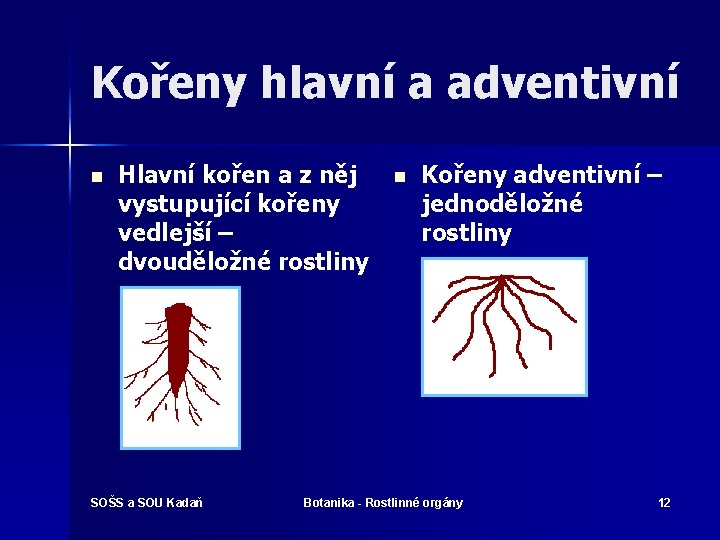 Kořeny hlavní a adventivní n Hlavní kořen a z něj vystupující kořeny vedlejší –