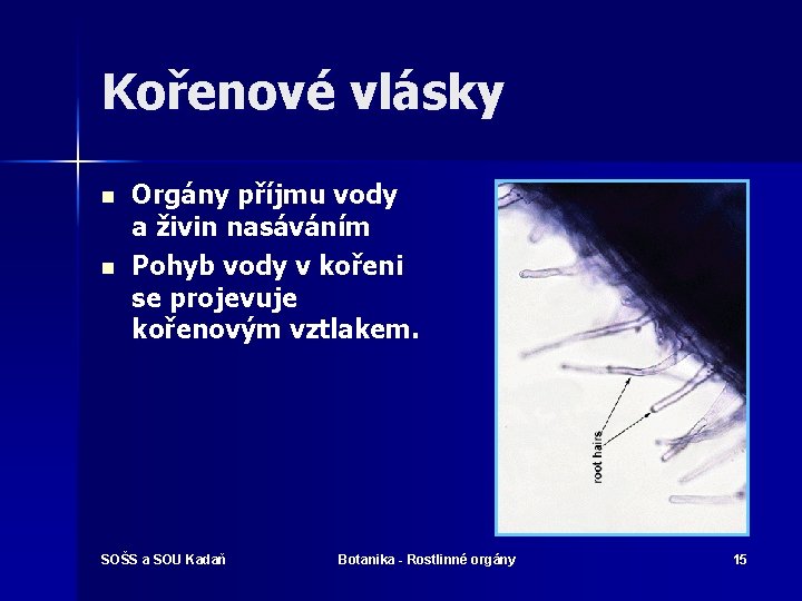 Kořenové vlásky n n Orgány příjmu vody a živin nasáváním Pohyb vody v kořeni