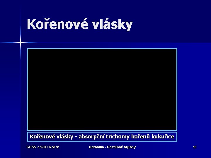 Kořenové vlásky - absorpční trichomy kořenů kukuřice SOŠS a SOU Kadaň Botanika - Rostlinné