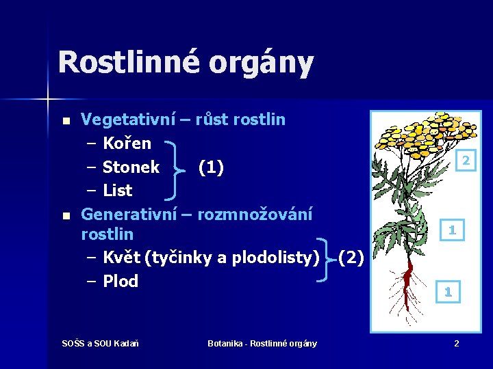 Rostlinné orgány n n Vegetativní – růst rostlin – Kořen – Stonek (1) –